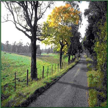 Nature Path
